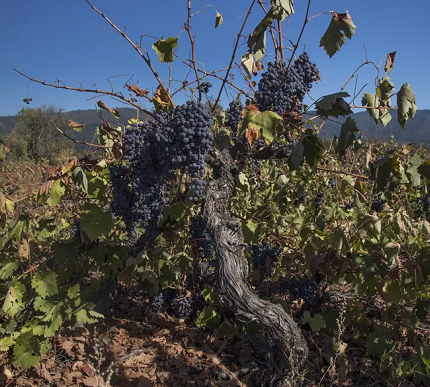 Até 90% das regiões vinícolas tradicionais podem estar ameaçadas