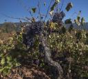 Regiões vinícolas tradicionais podem estar ameaçadas de extinção devido mudança climática, indica estudo