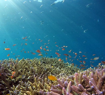 O oceano receberá agora maior proteção, graças ao Tratado de Alto Mar.